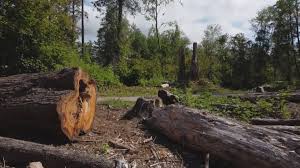 Best Lot and Land Clearing  in Red Lake, MN