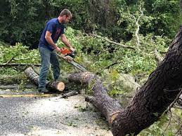 Best Hazardous Tree Removal  in Red Lake, MN