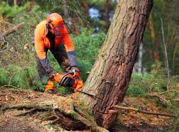 Best Leaf Removal  in Red Lake, MN