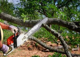 Best Storm Damage Tree Cleanup  in Red Lake, MN