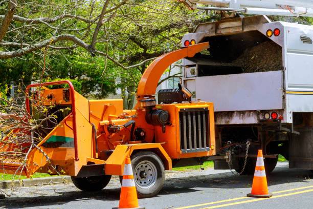 Best Tree and Shrub Care  in Red Lake, MN