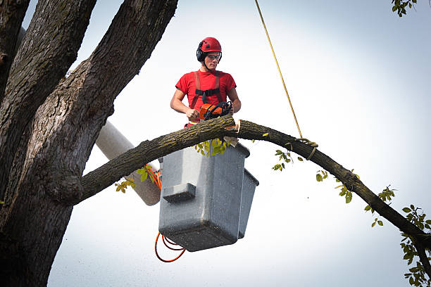 Best Fruit Tree Pruning  in Red Lake, MN